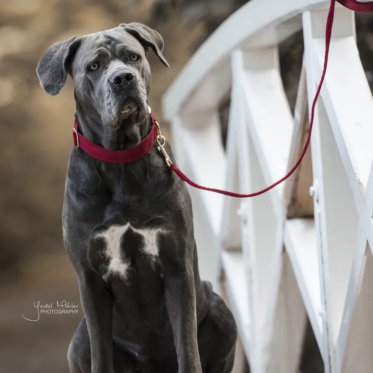 Kentucky dogwear Corduroy lead